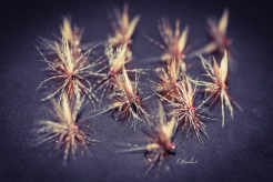 March Brown Dry March Brown Dry