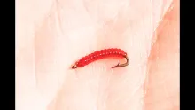 Video thumb for Midge Ribbed Annelid