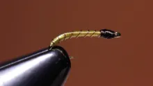 Video thumb for Simple Midge Larva