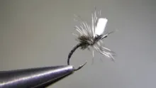 Video thumb for Emerging Midge