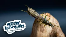 Video thumb for Pro Adult Stonefly