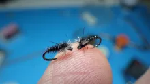 Video thumb for Winter Midge Pupa