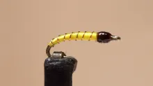 Video thumb for Simple Midge Larva