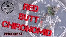 Video thumb for Red Butt Chironomid