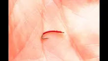 Video thumb for Simple Midge Larva