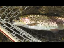 Video thumb for Midgin - Fly Fishing the Davidson River