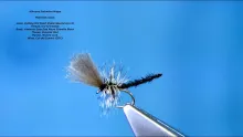 Video thumb for Allround Palomino Midge