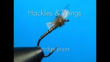 Video thumb for Midge Pupa