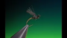 Video thumb for Poly wing midge