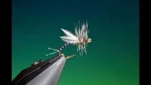 Video thumb for Hatching Midge