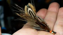 Video thumb for Brammer's Mini Pheasant Craw