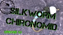 Video thumb for Silkworm Chironomid