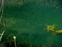 User submitted picture:  Big Splake.