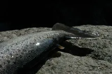 User submitted picture: The rear end of at Danish...