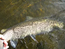 User submitted picture: 7 pound seatrout getting ...