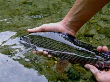 User submitted picture: grayling 