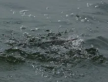 User submitted picture: Garfish - Starfighters