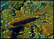 User submitted picture: Brown on dry