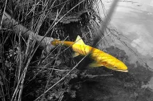 User submitted picture: Releasing a golden trout