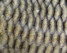 User submitted picture: Scales of a Carp.
This c...