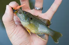User submitted picture: Green Sunfish