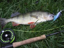User submitted picture: Perch caught there fishin...