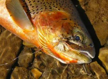 User submitted picture: Westslope cutthroat with ...