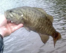 User submitted picture: Milwaukee River Smallmout...