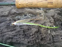 User submitted picture: Puget Sound Flatwing Patt...