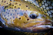 User submitted picture: BROWN TROUT OF the RIVER ...
