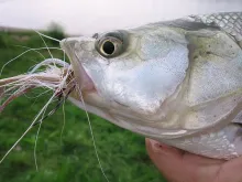 User submitted picture: One More Asp