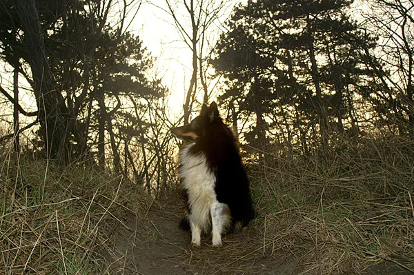 Divus, the sheltie - My dog Divus always goes fishing with me. He's a sheltie—a Shetland sheepdog—a bright and quite well behaved dog.