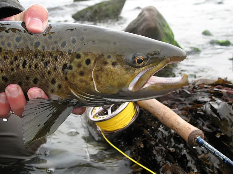 Ready to spawn - Such a fish should always be released in my opinion.