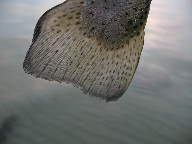 A telltale sign - The rounded tail is the sign of a hatchery or sea farm rainbow. they bite each other's tails
