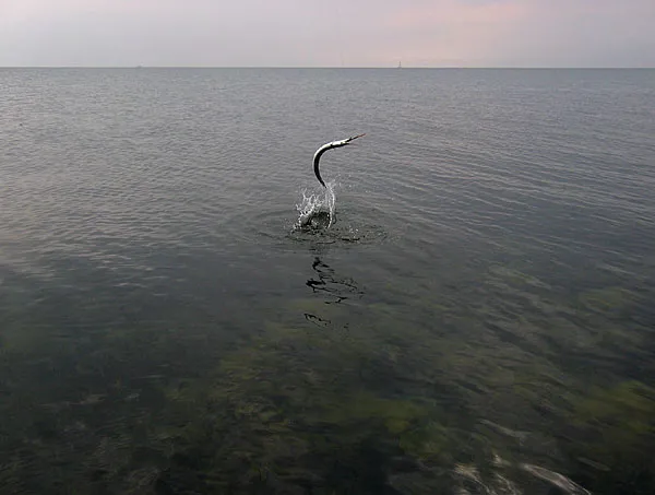 The jump - This is the very fish caugth on the podcast, shot while I was recording.