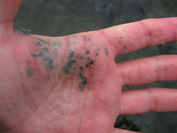 Green scales - Garfish have green scales and green bones