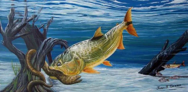 User submitted picture: "Dorado hunting an eel"...