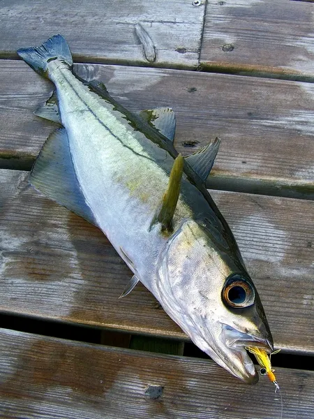 User submitted picture: Pollack on fly.