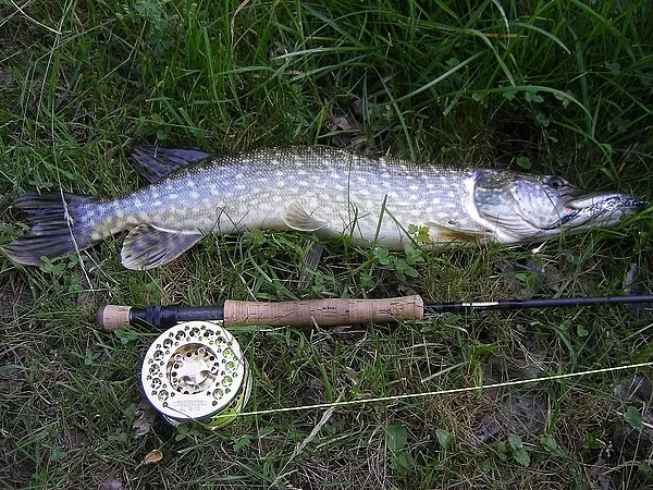 User submitted picture: pike take with a big stre...