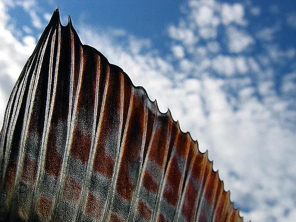 User submitted picture: Sail of the Grayling