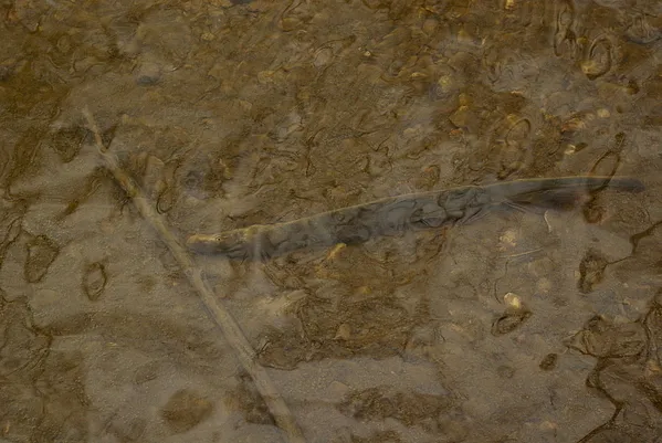 User submitted picture: Died fish river lamprey(L...