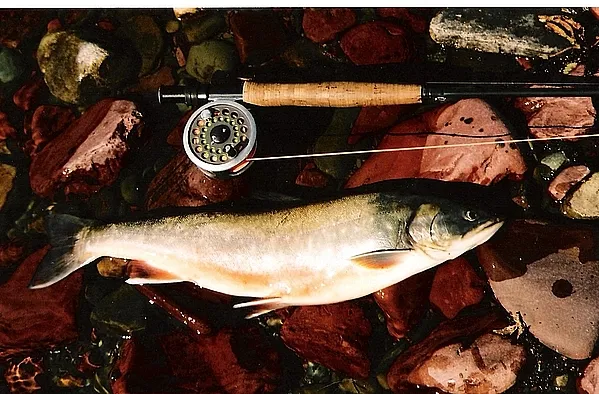 User submitted picture: Artic char from Finnmark ...
