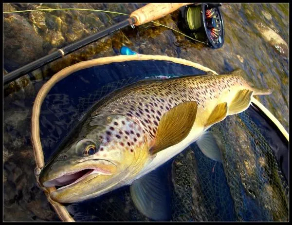 User submitted picture: wild fish of the Pyrenea'...