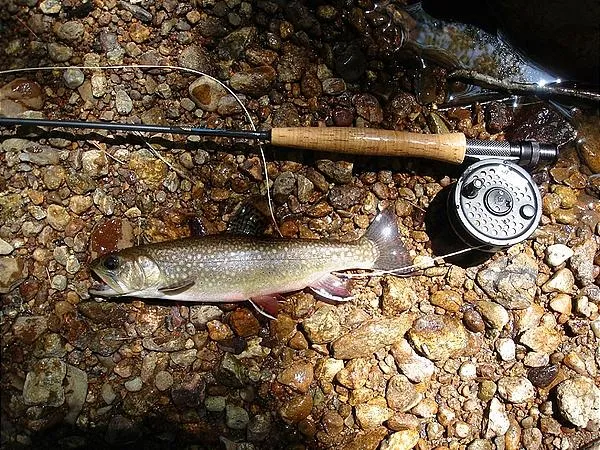 User submitted picture: The Southern Appalachian ...