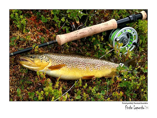 User submitted picture: one out of a million ... ...