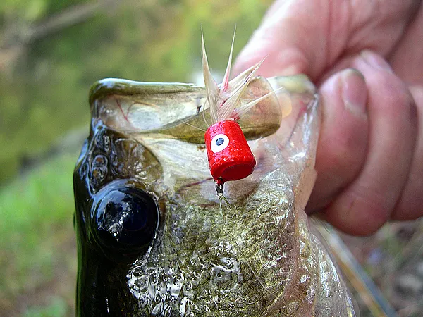 User submitted picture: Bass on a hardbody popper