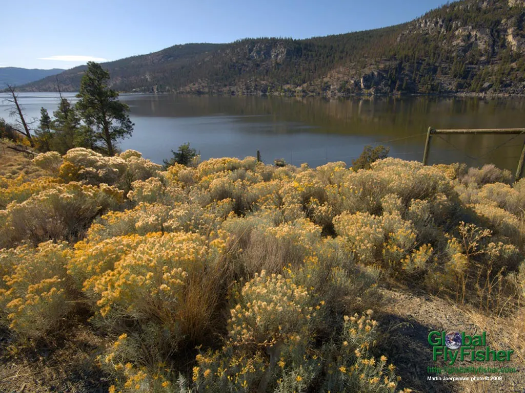Computer screen wallpaper: Sage brushes along a lake shore in BC.